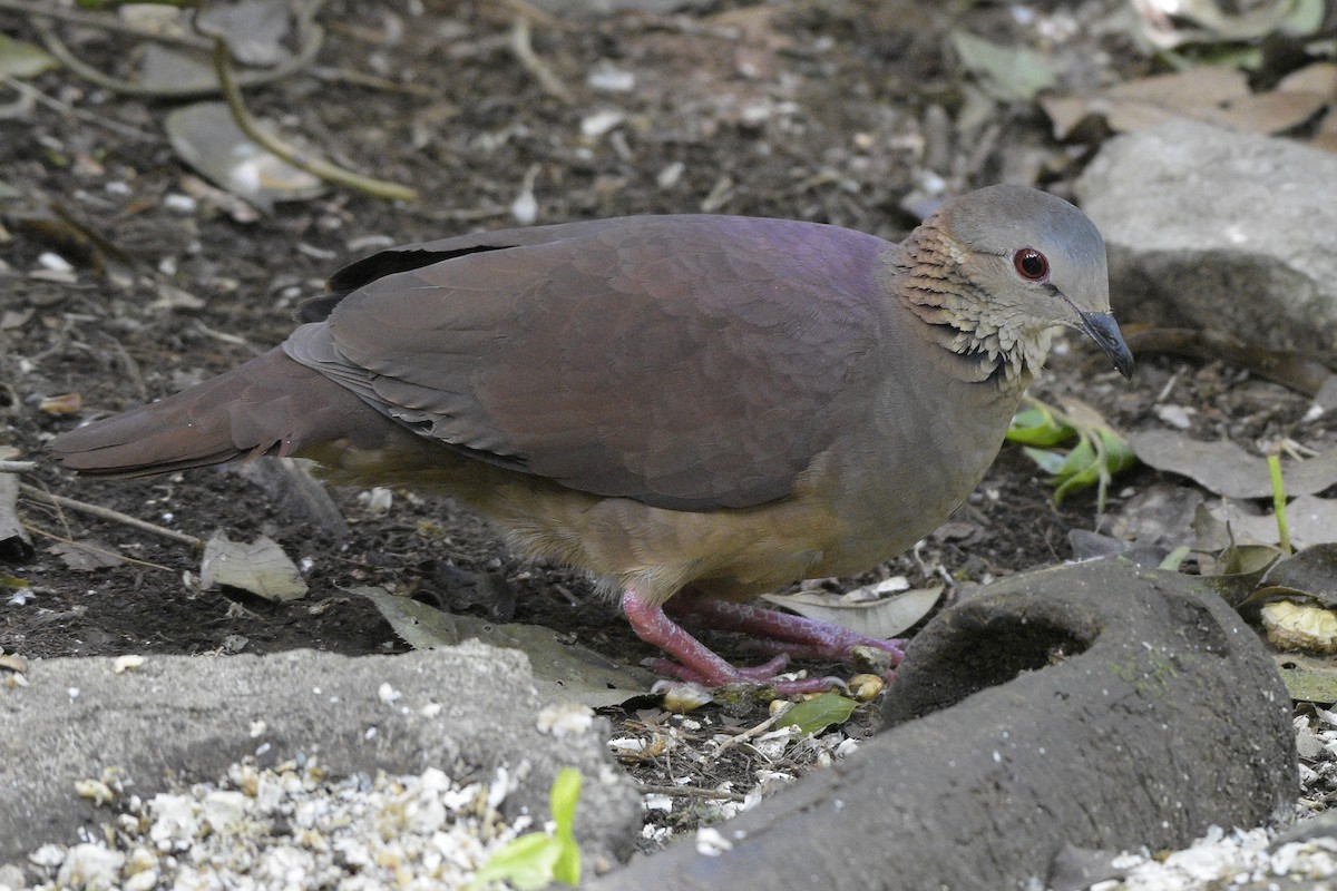 White-faced Quail-Dove - Carlos Echeverría