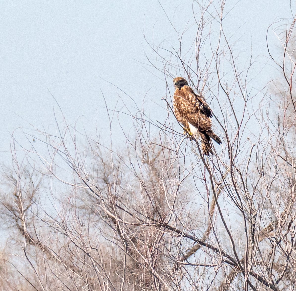 Rotschwanzbussard - ML146478221