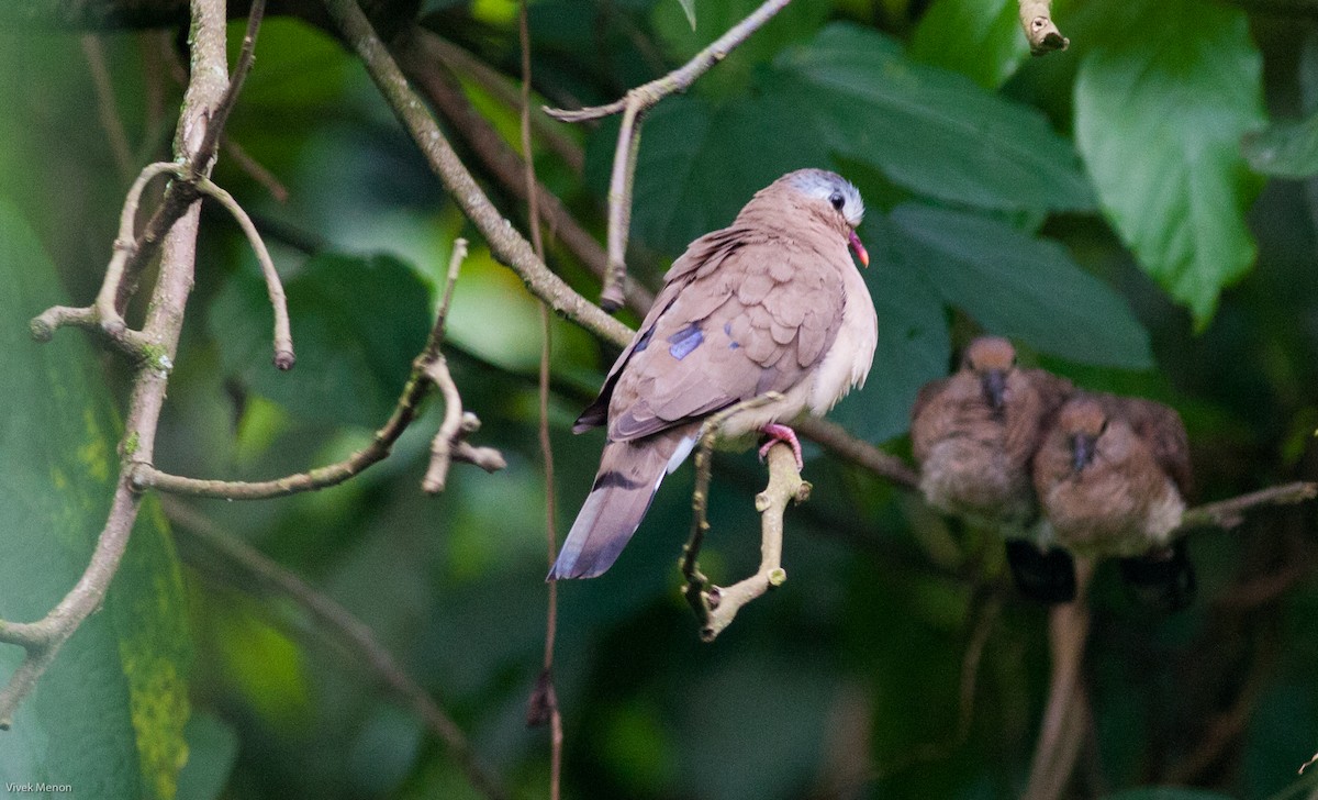 Blue-spotted Wood-Dove - ML146479681