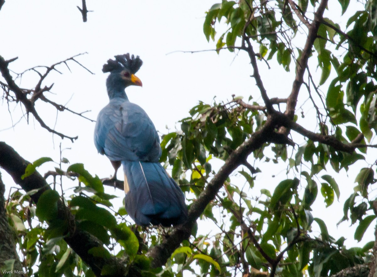 Great Blue Turaco - ML146479721