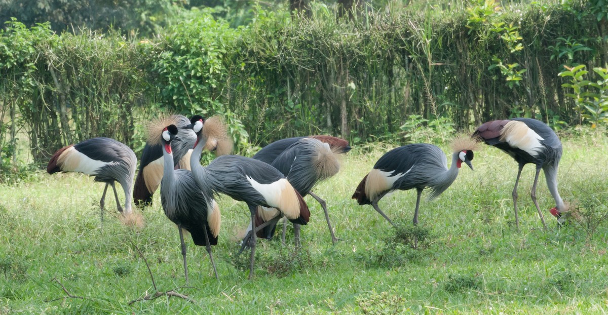 Gray Crowned-Crane - ML146479811