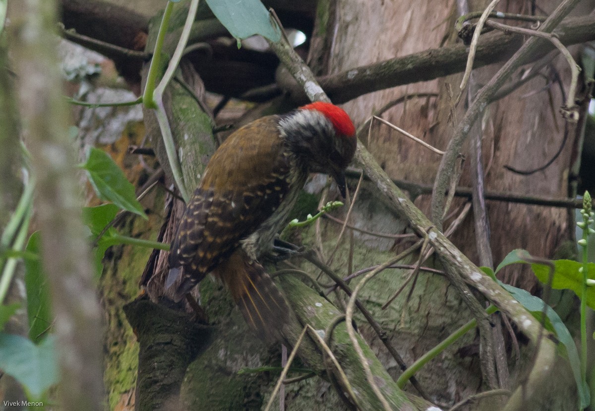 Cardinal Woodpecker - ML146479861