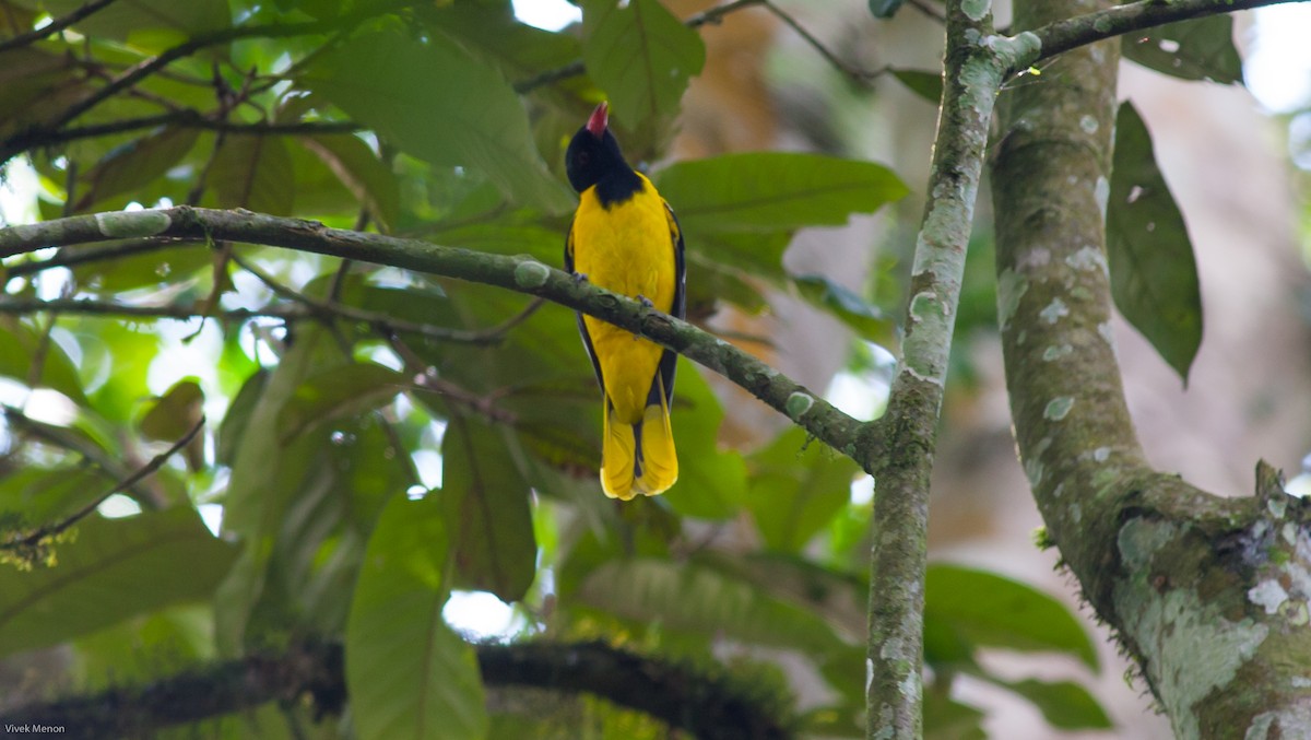 Black-tailed Oriole - ML146479881