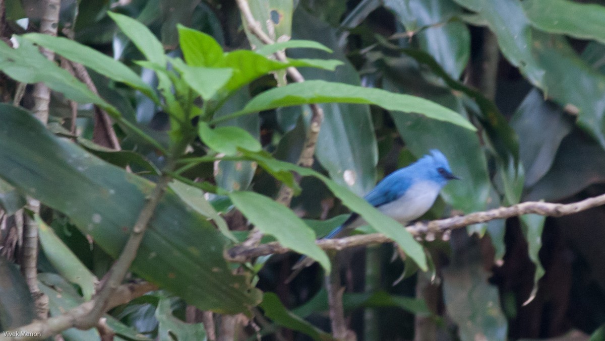 African Blue Flycatcher - ML146479891