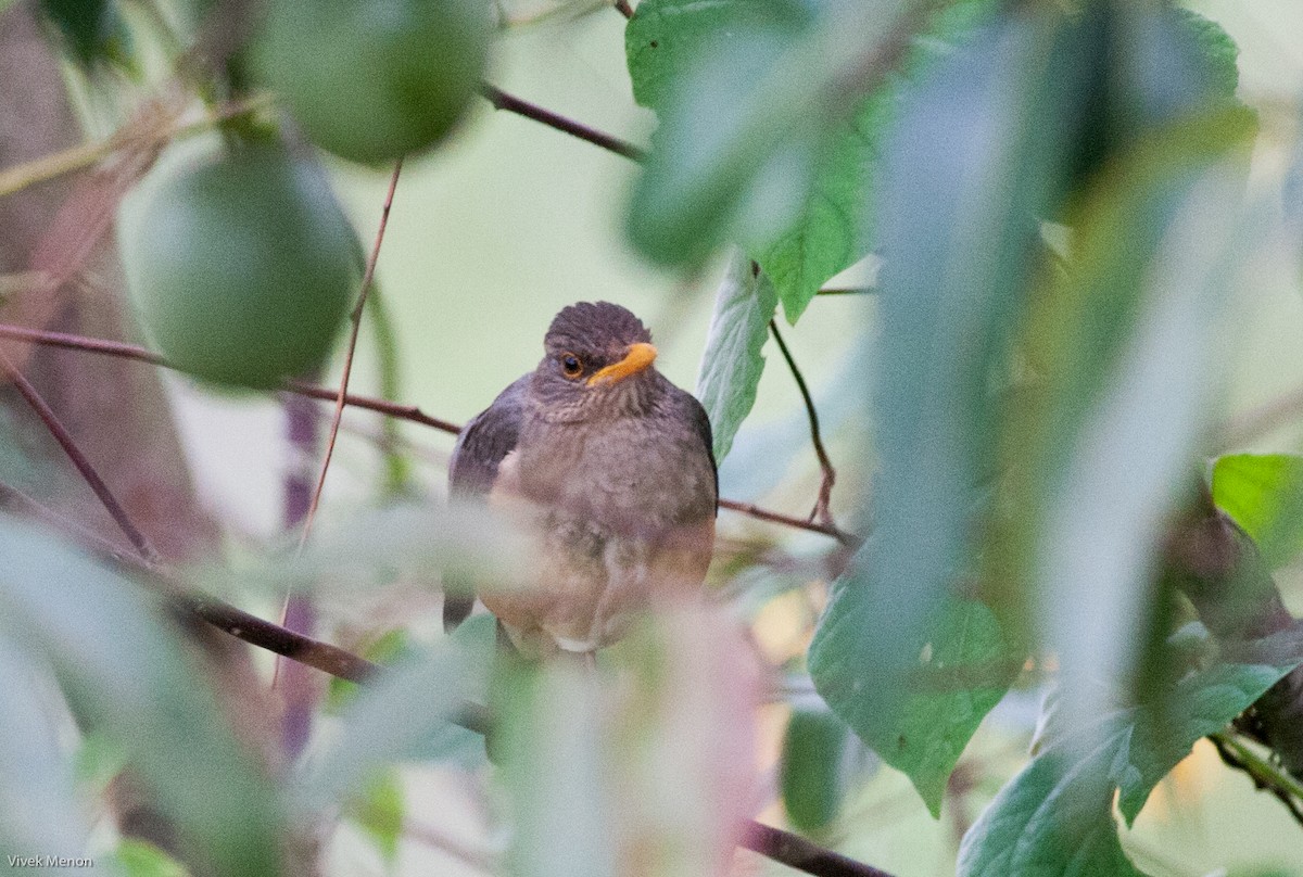 Abyssinian Thrush - ML146479951