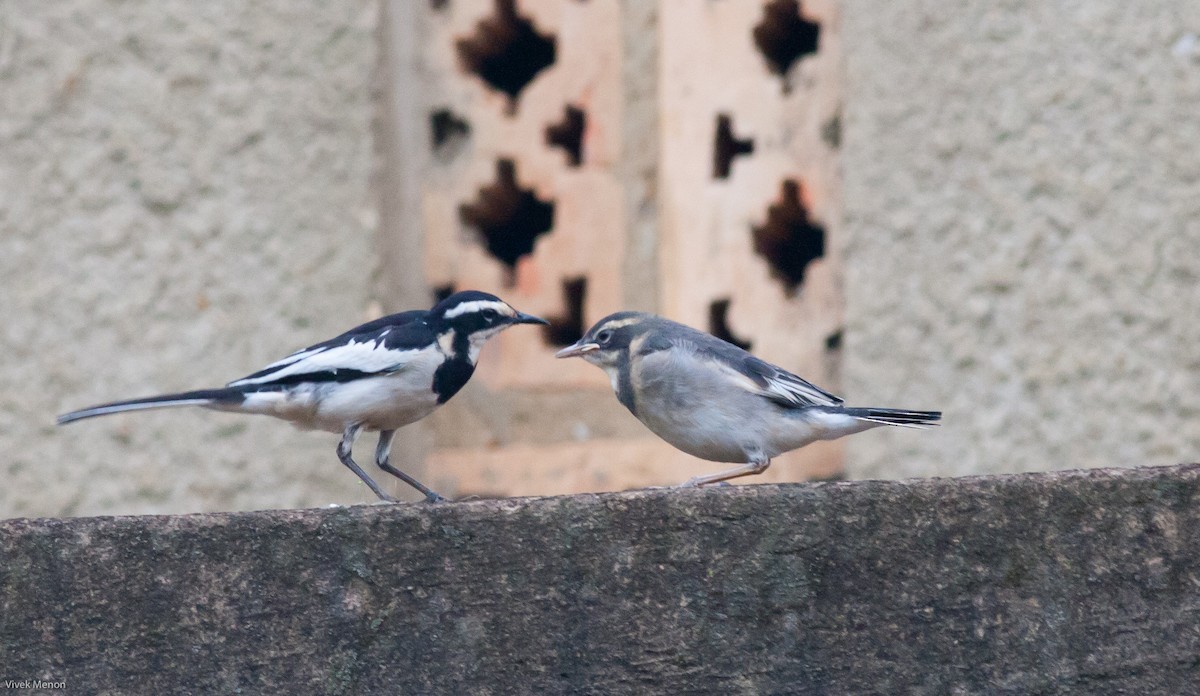 African Pied Wagtail - ML146480011