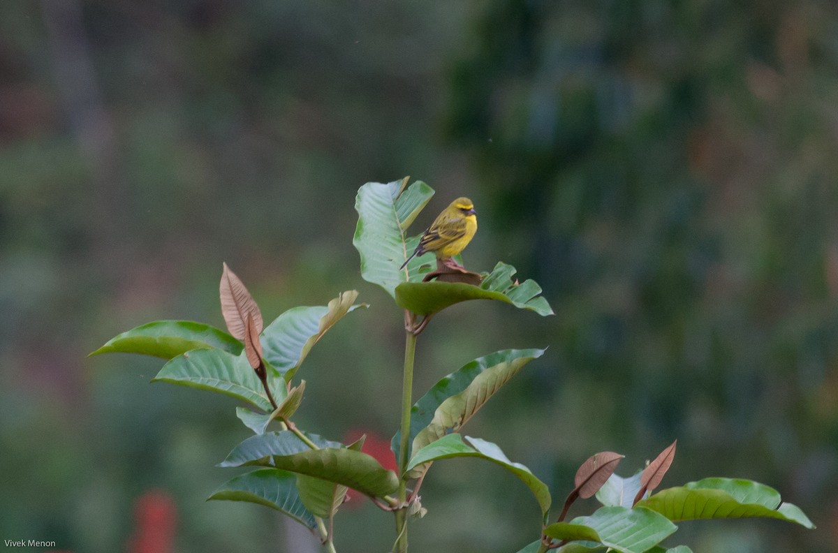 Yellow-fronted Canary - ML146480021