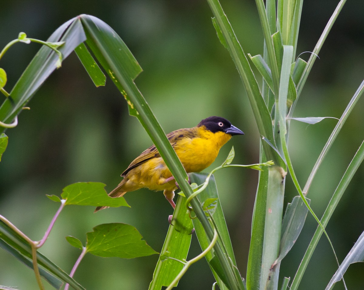 Baglafecht Weaver - ML146480061