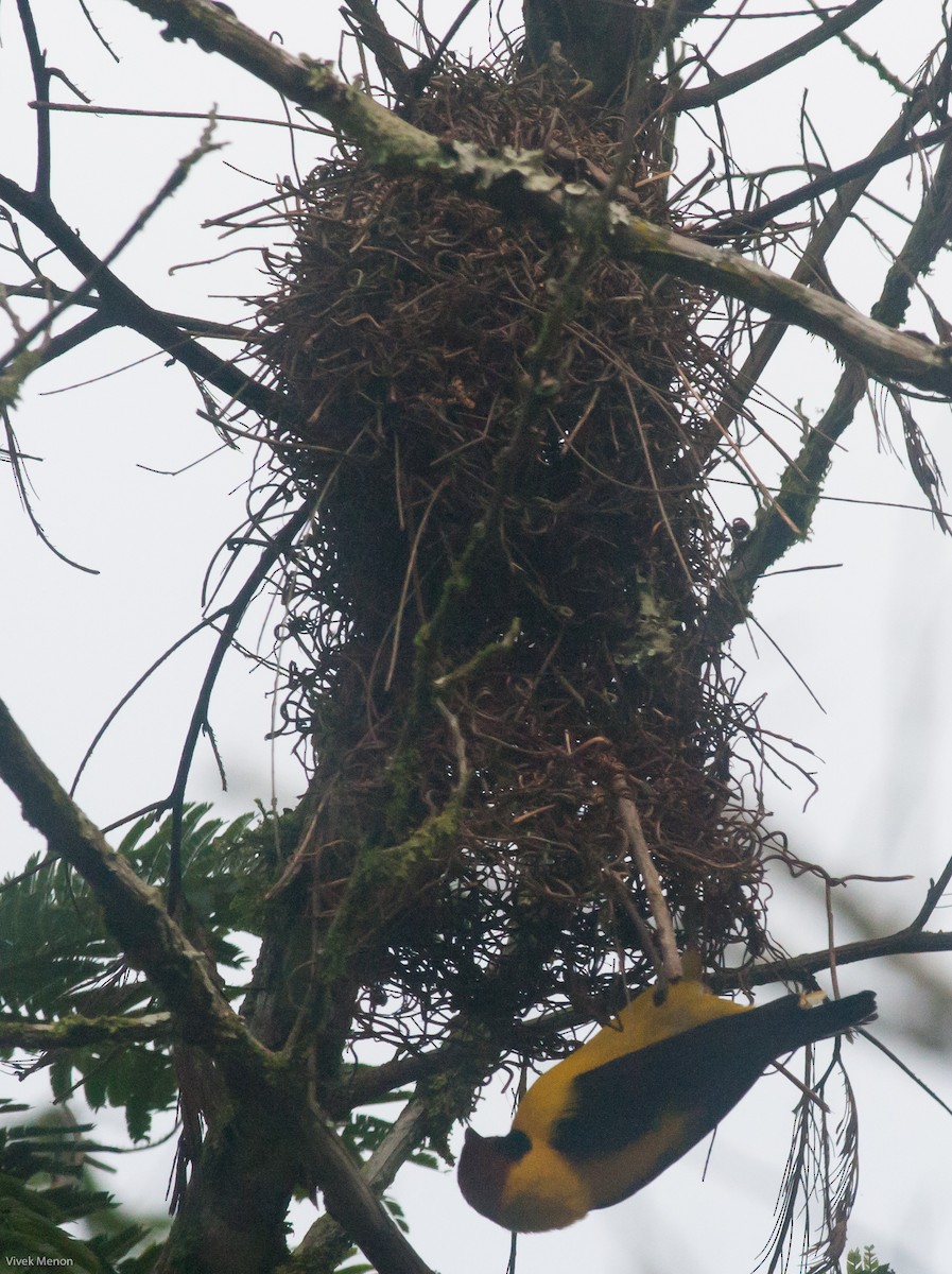 Brown-capped Weaver - ML146480091