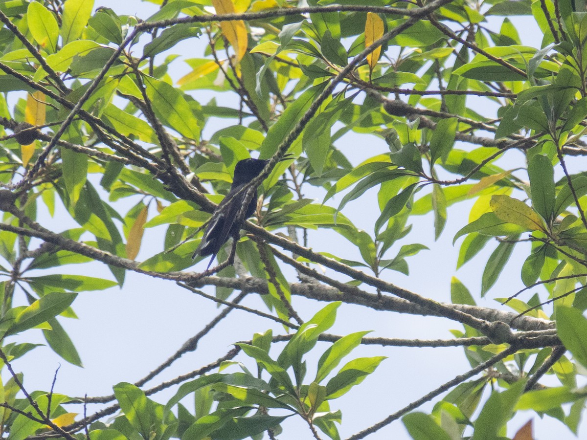 kolibřík černobílý - ML146480171