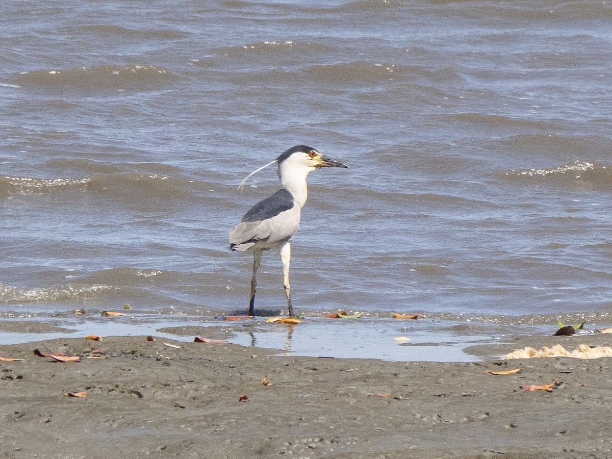 Black-crowned Night Heron - Carla Moura