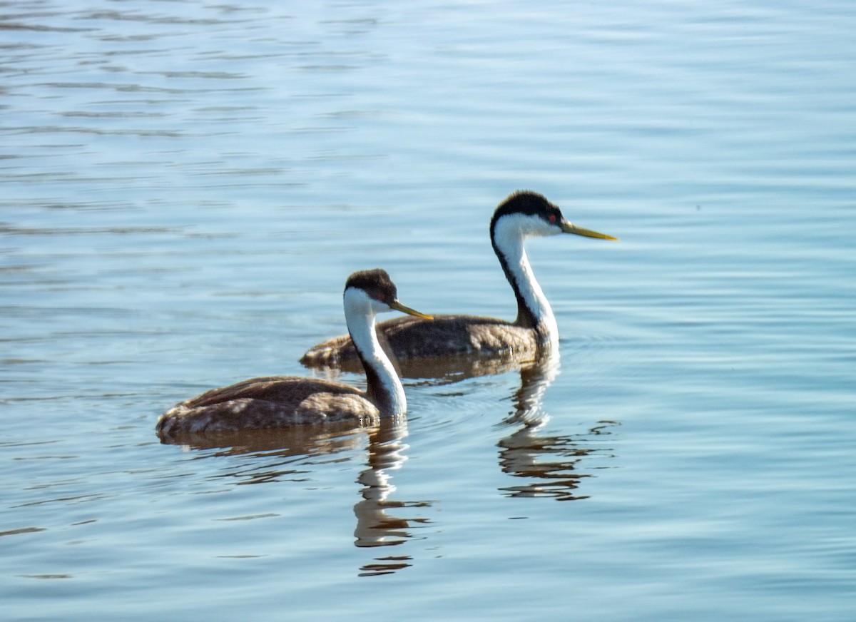 Western Grebe - Ben  Valdez