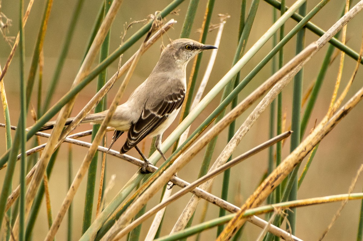 Northern Mockingbird - ML146481801