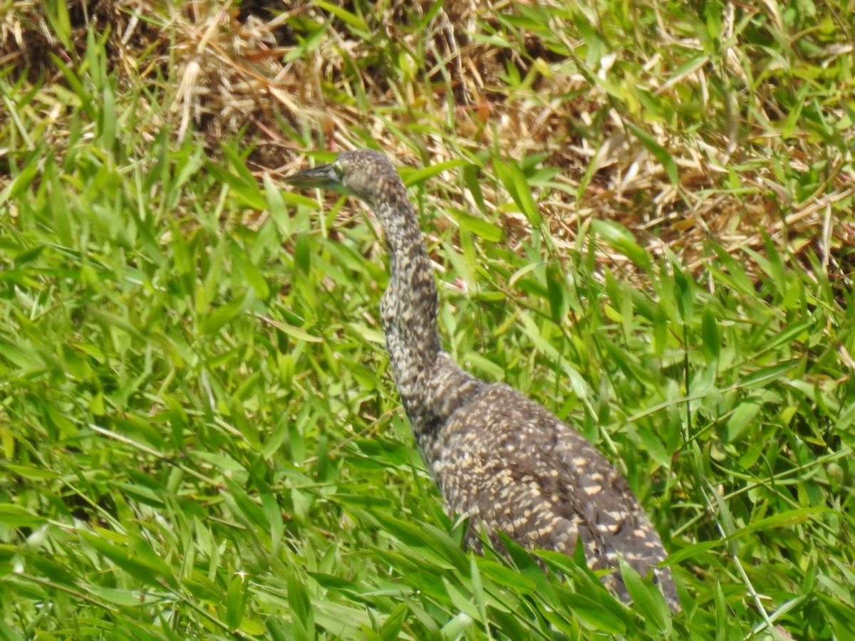 Bare-throated Tiger-Heron - ML146482001