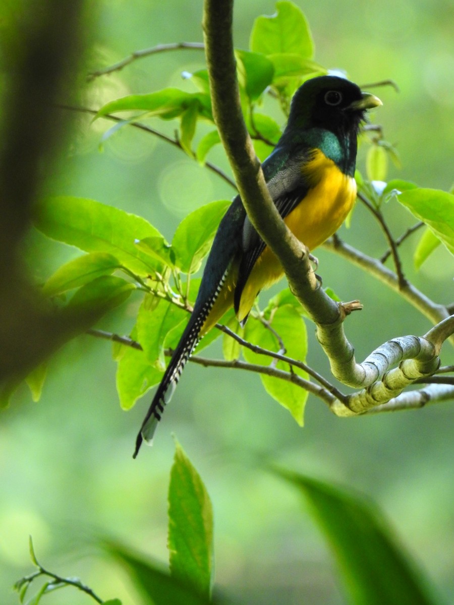 Northern Black-throated Trogon - ML146482081