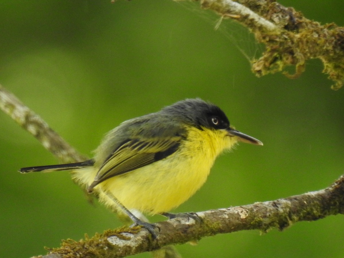 Common Tody-Flycatcher - ML146482181