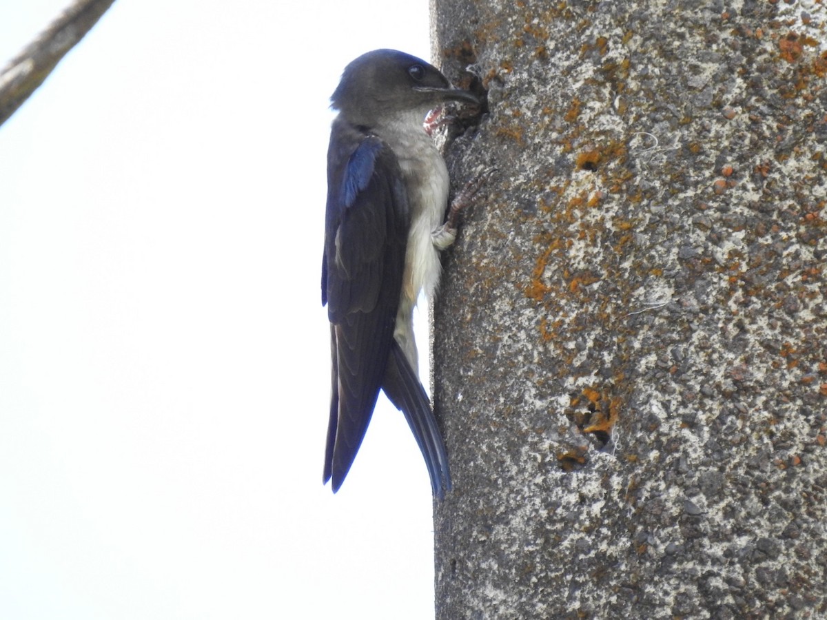 Gray-breasted Martin - ML146482401