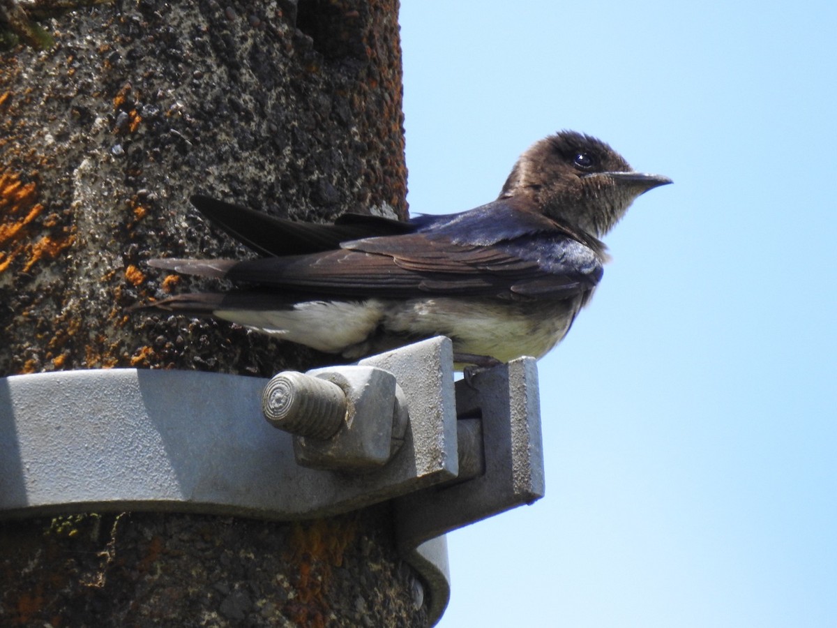 Gray-breasted Martin - ML146482411