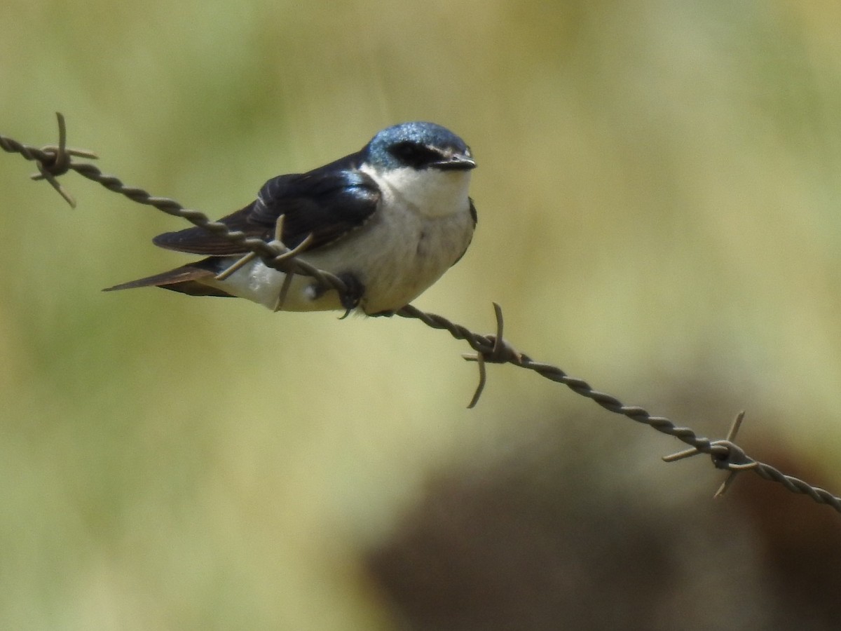 Mangrove Swallow - ML146482491