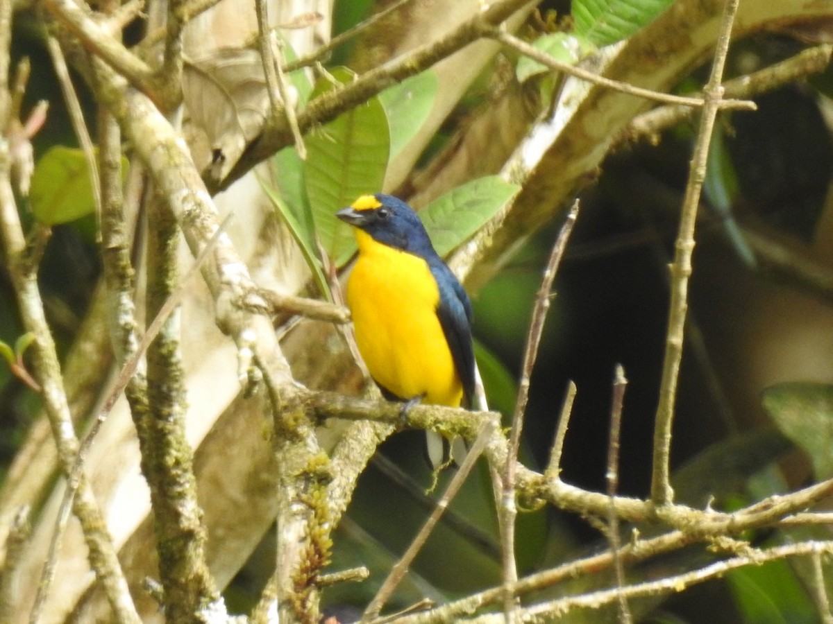 Yellow-throated Euphonia - ML146482671