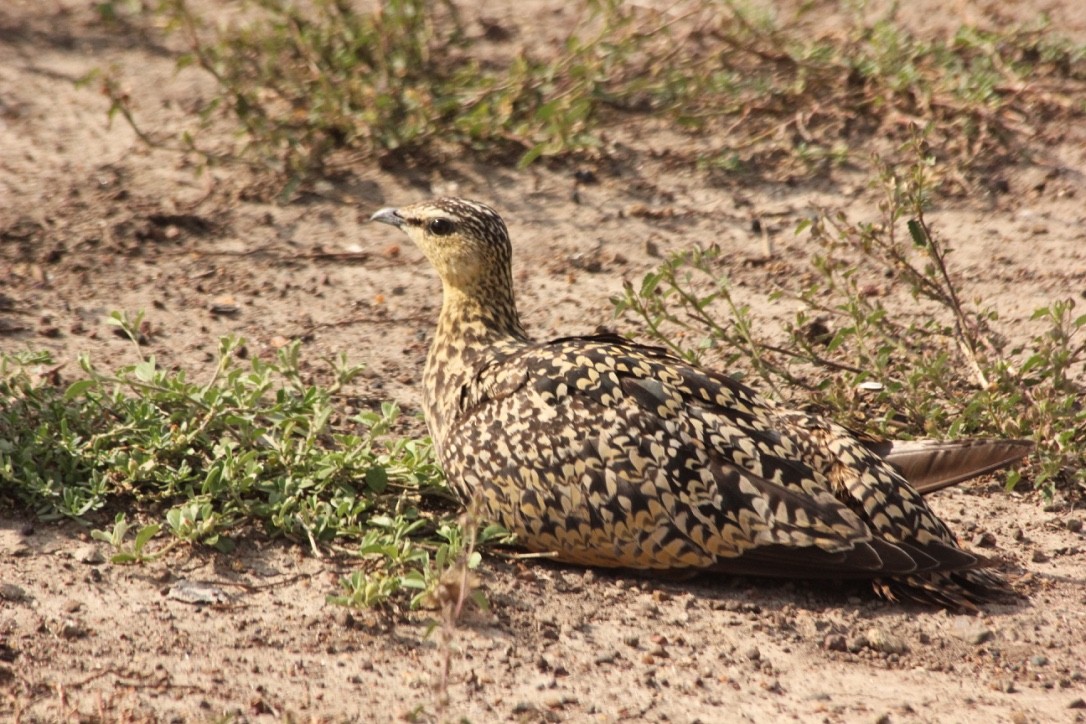 Yellow-throated Sandgrouse - ML146482761