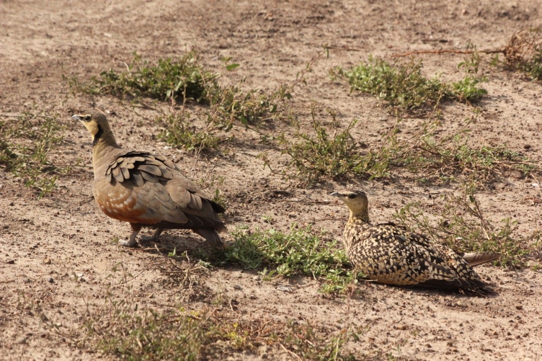 Yellow-throated Sandgrouse - ML146482781