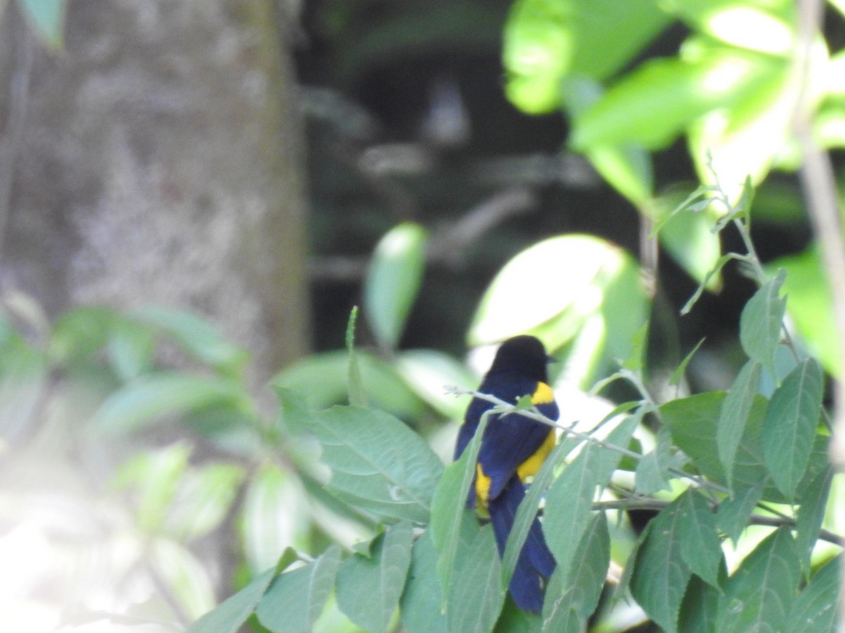 Black-cowled Oriole - ML146482821