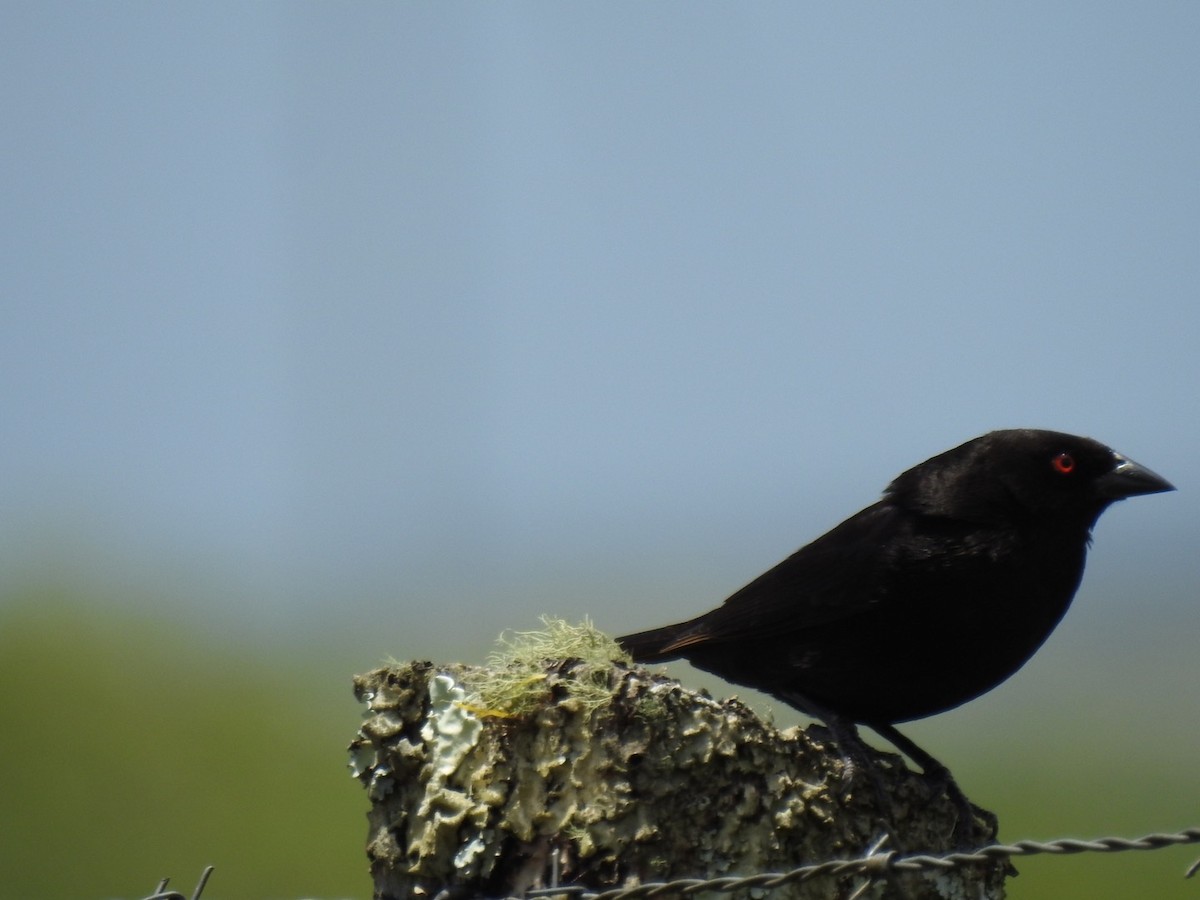 Bronzed Cowbird - ML146482851