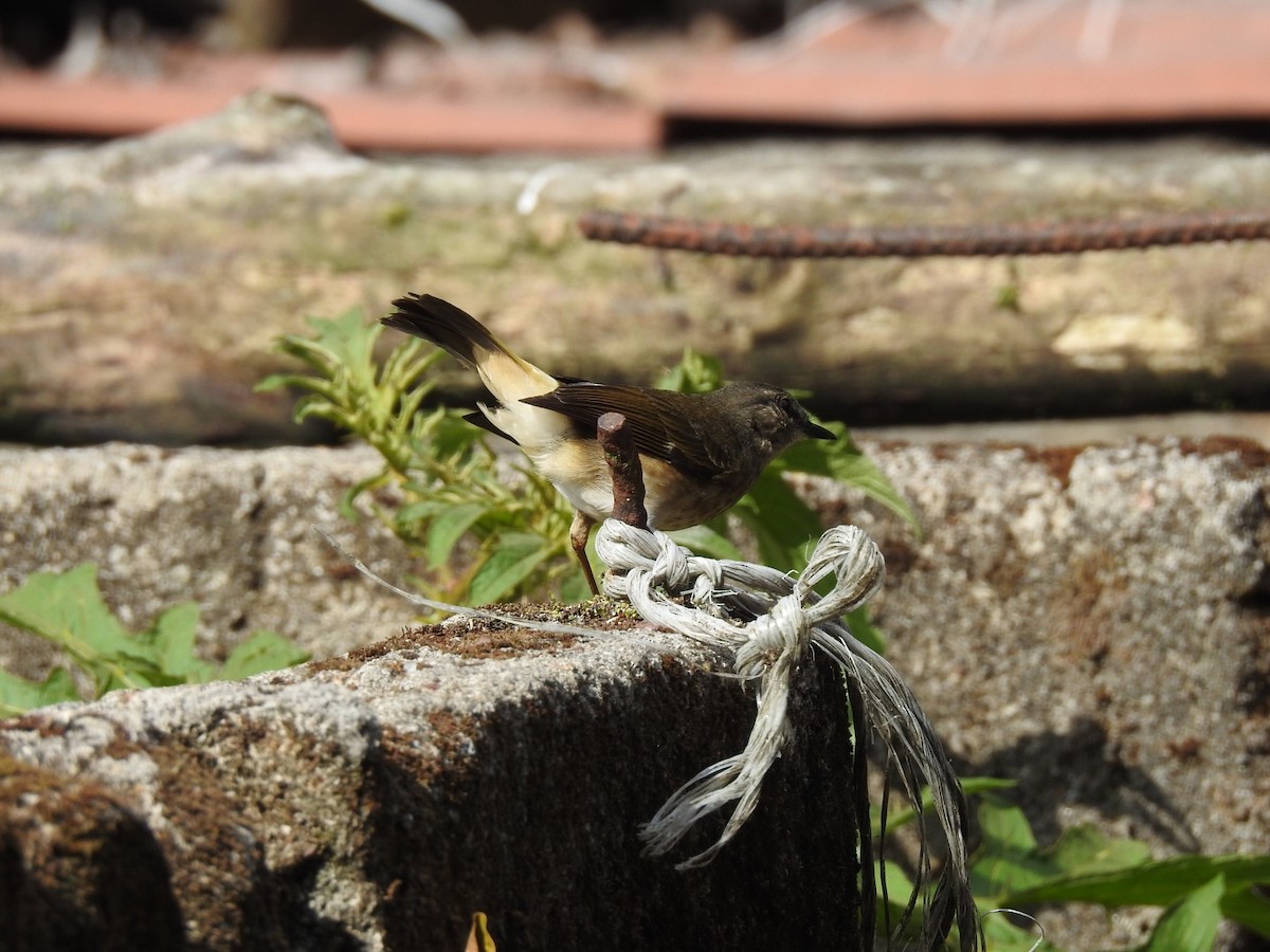 Buff-rumped Warbler - ML146482951