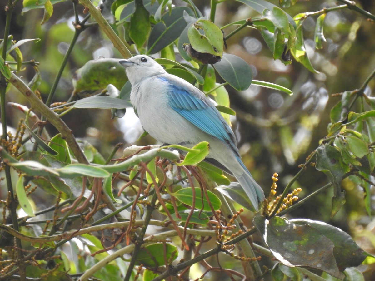 Blue-gray Tanager - ML146483061