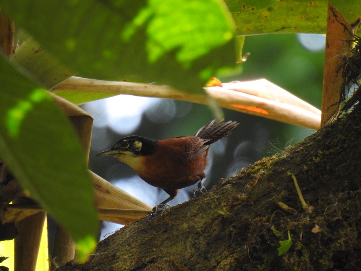 Bay Wren - ML146483521