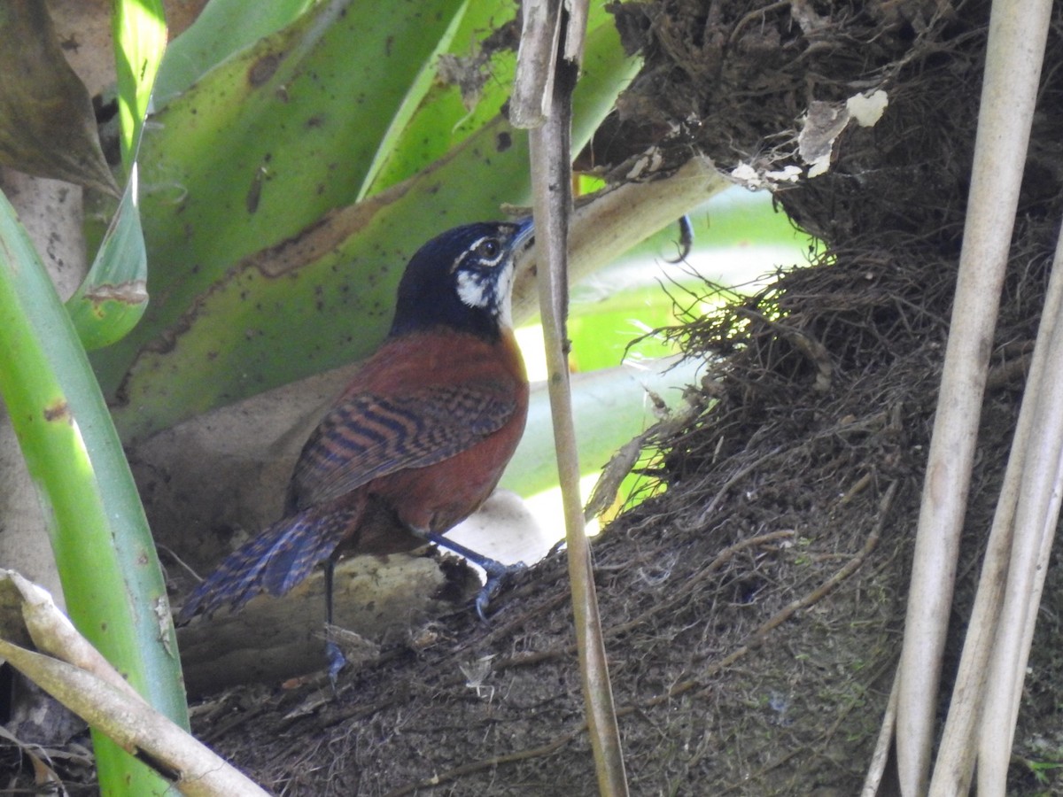 Bay Wren - ML146483541