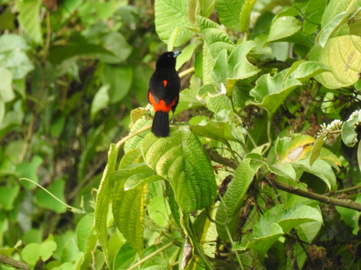 Scarlet-rumped Tanager - ML146484191