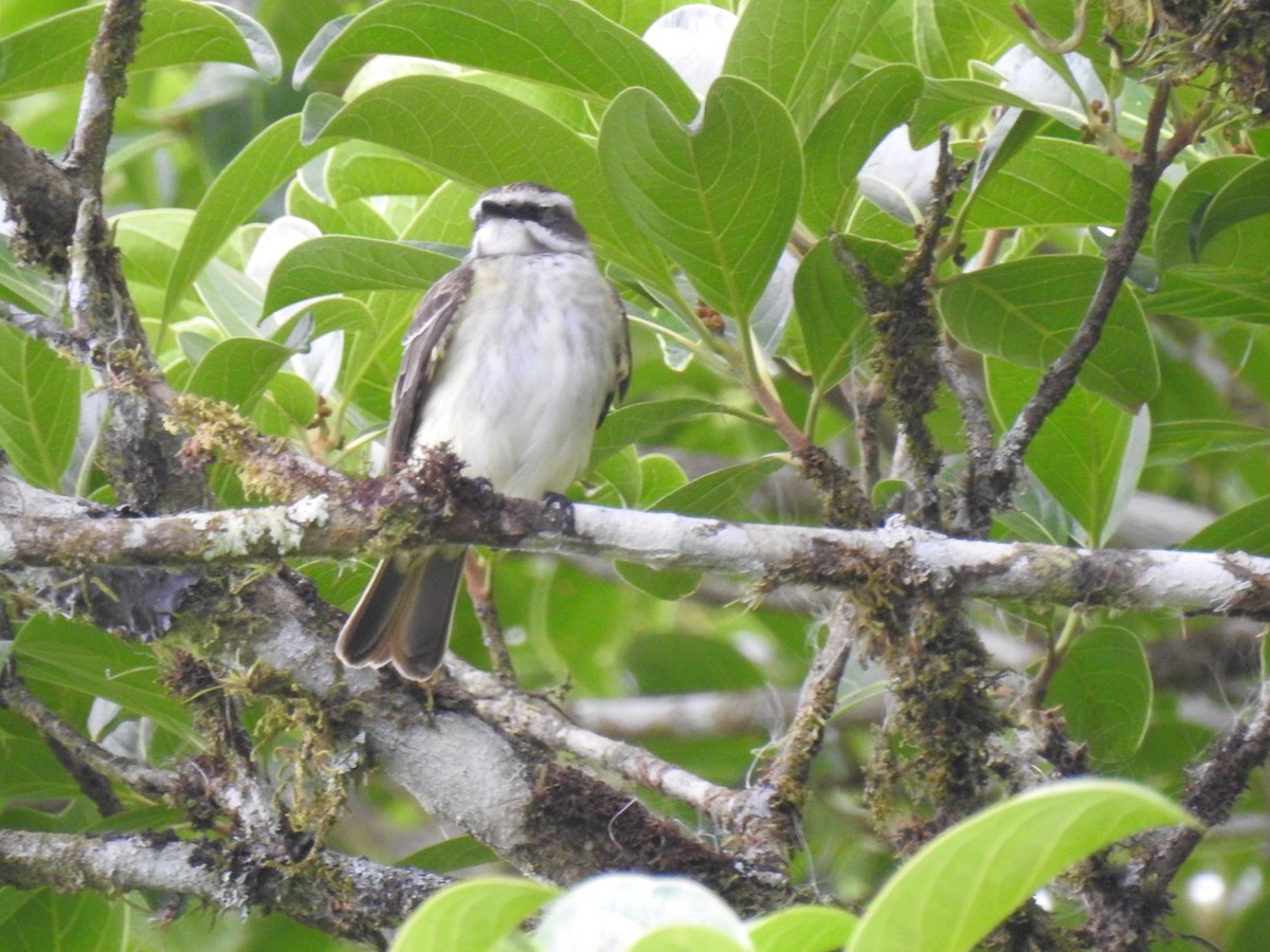 Piratic Flycatcher - ML146484241