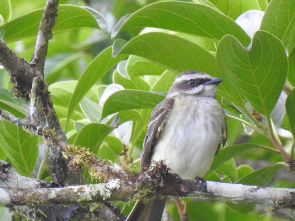 Piratic Flycatcher - ML146484251