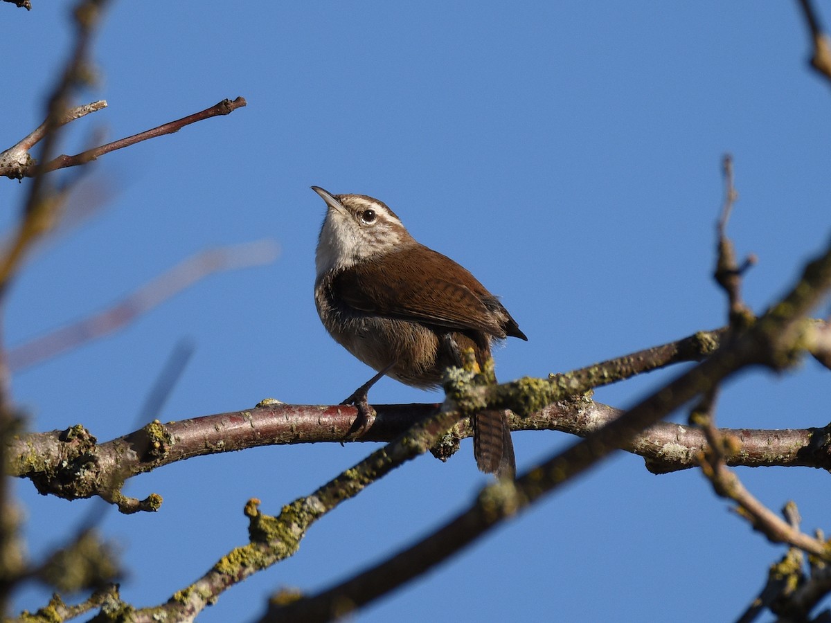 Bewick's Wren - ML146484921