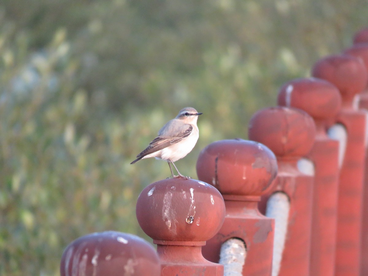 Northern Wheatear - Brian James