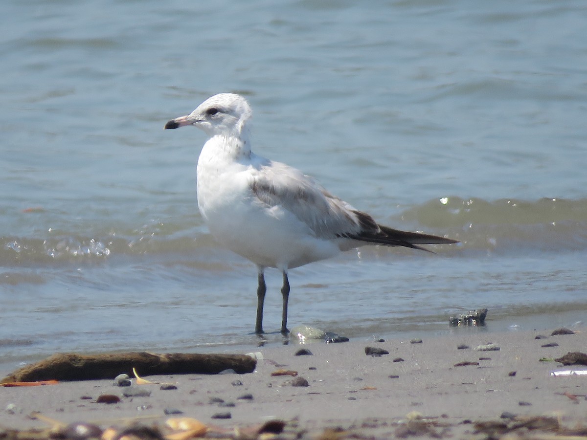 Ring-billed Gull - Jafeth Zablah