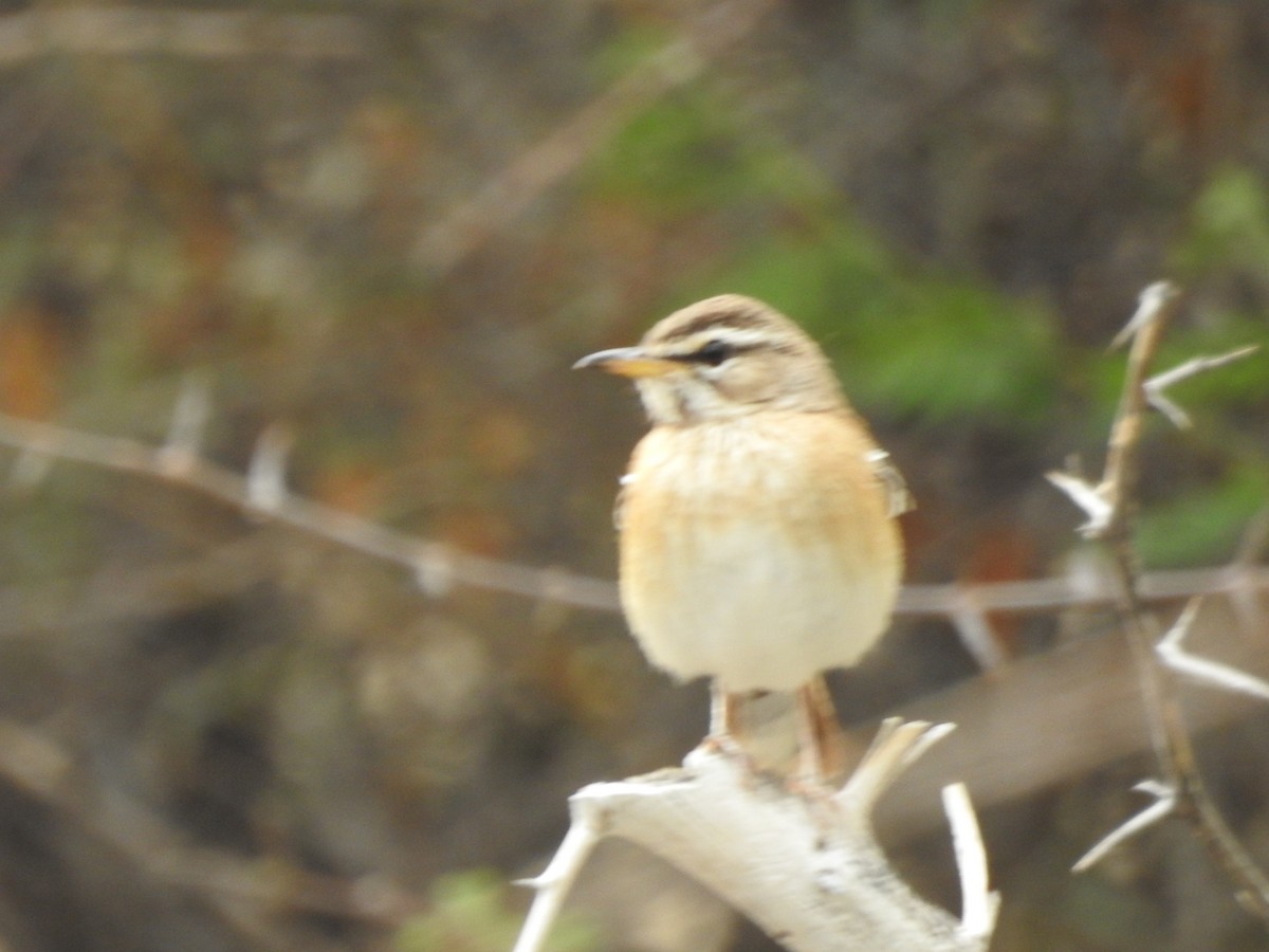 Red-backed Scrub-Robin - ML146487191