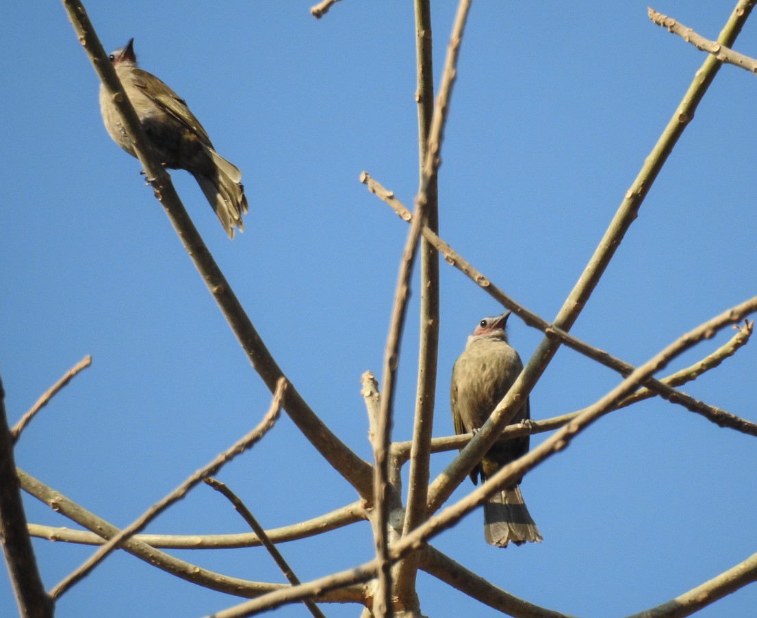 Bare-faced Bulbul - ML146487291