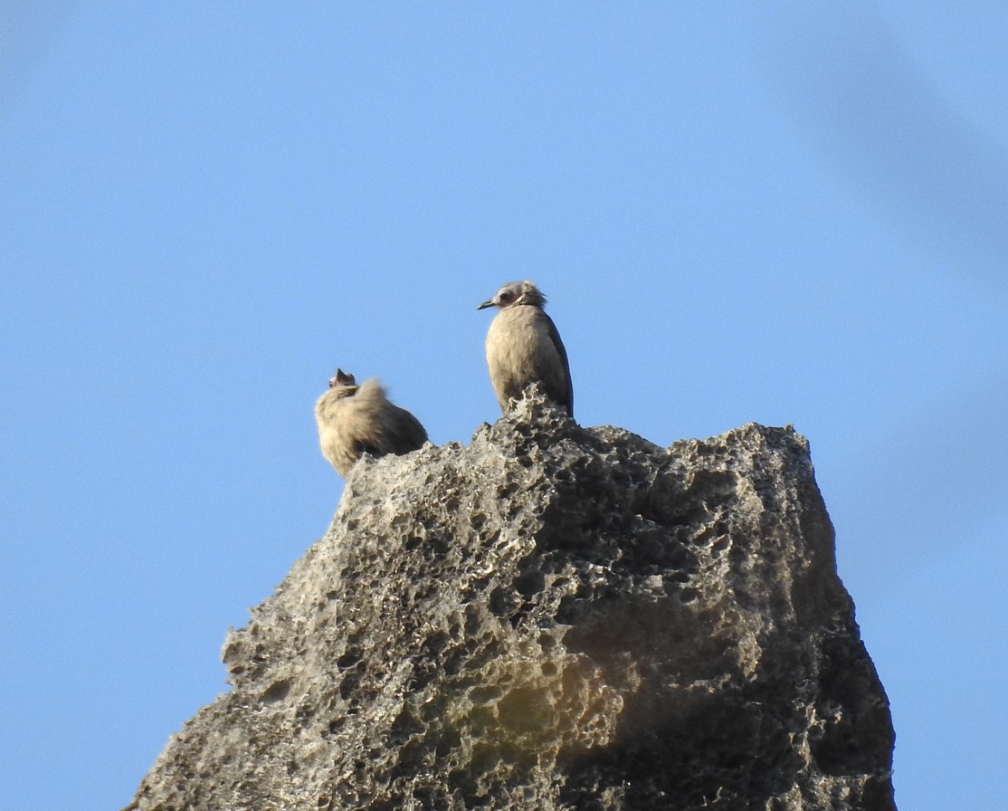 Bare-faced Bulbul - ML146487331