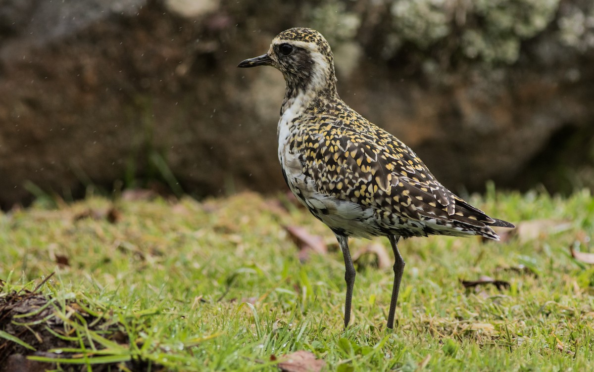 Chorlito Dorado Siberiano - ML146488061