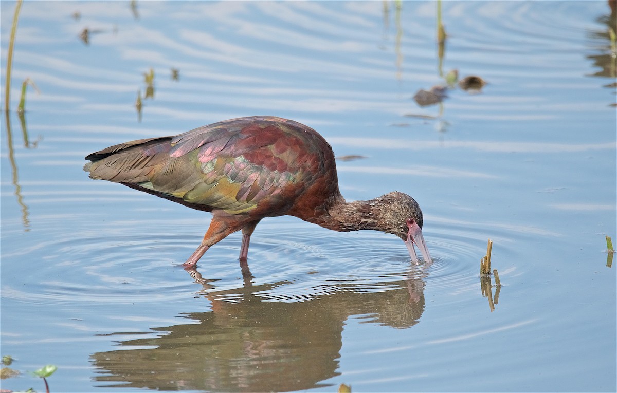 White-faced Ibis - Harlan Stewart