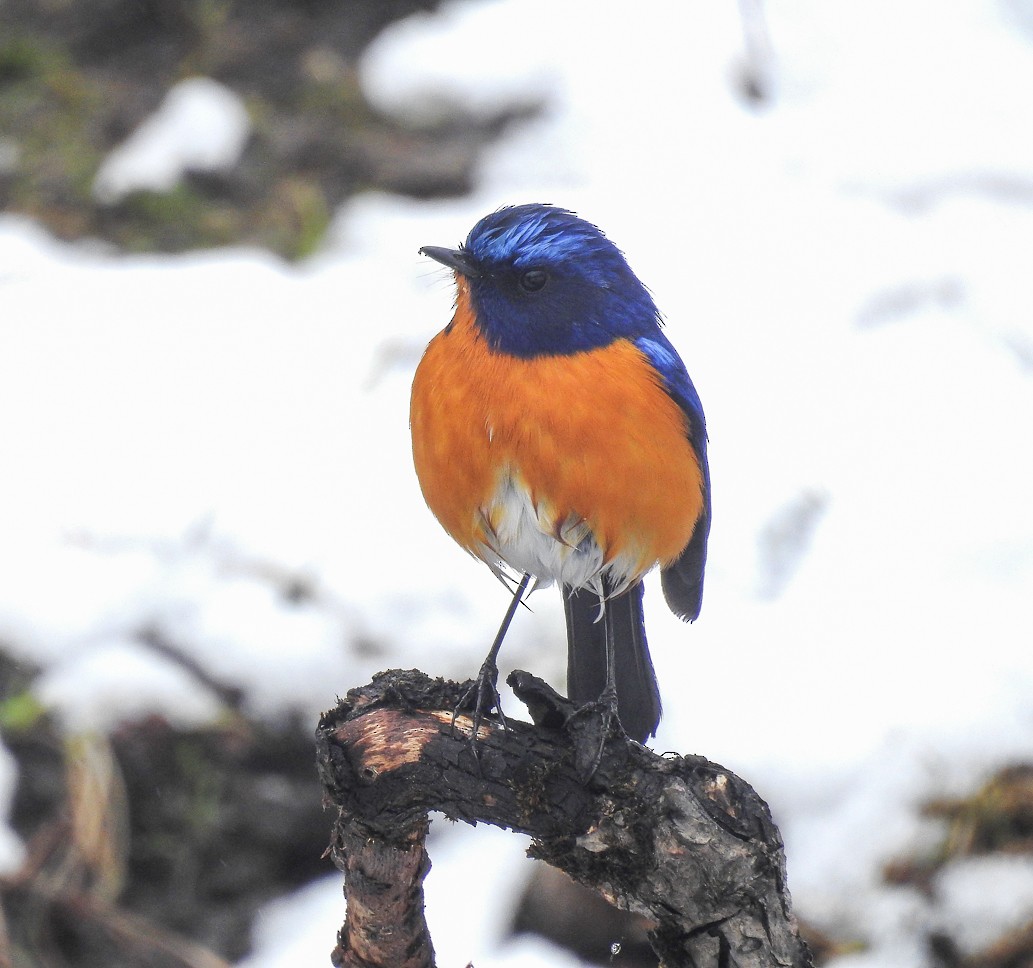 Robin à ventre roux - ML146490831