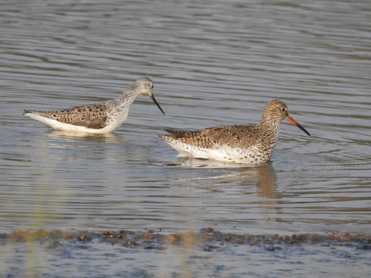 Marsh Sandpiper - ML146491411