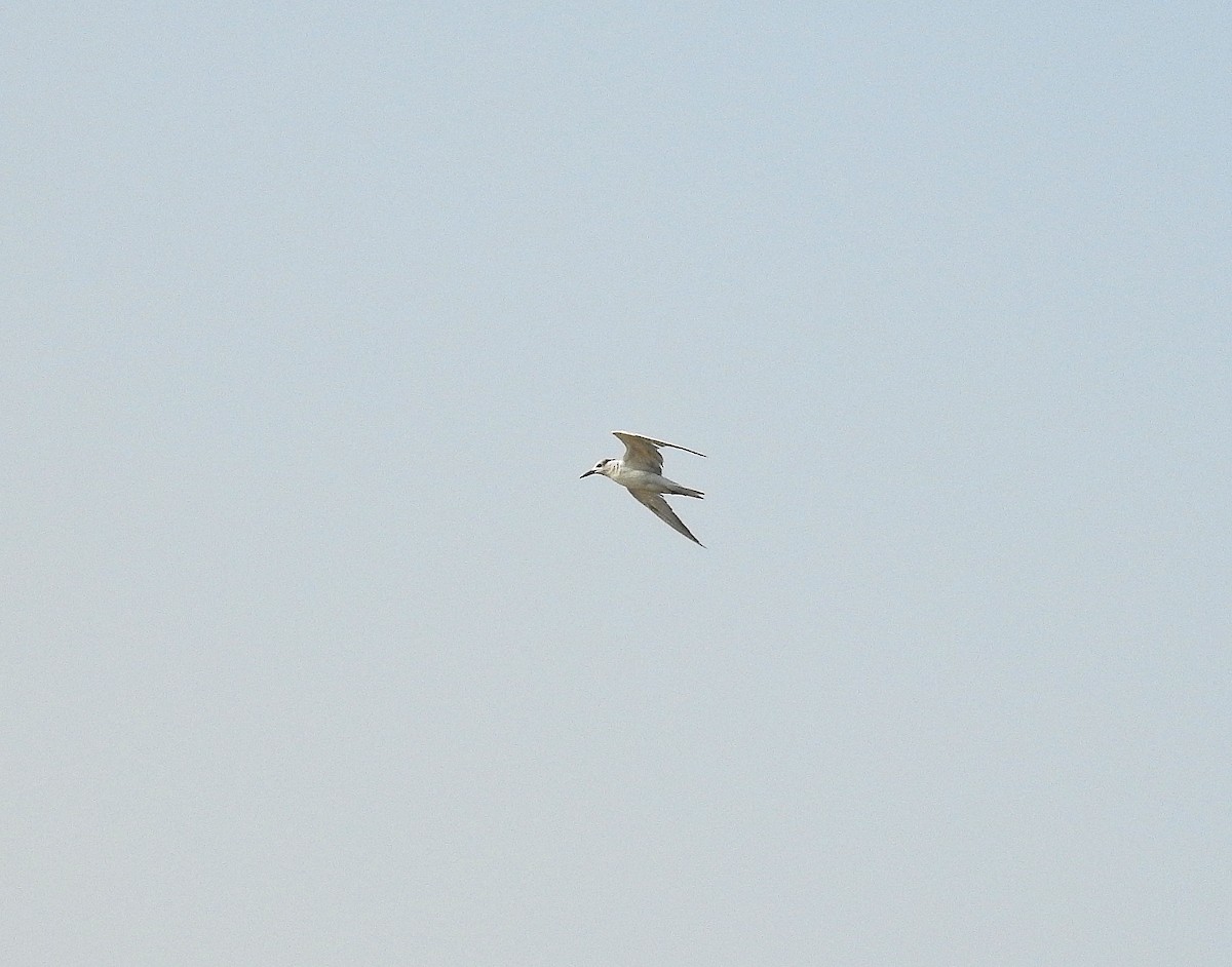 Whiskered Tern - ML146491541