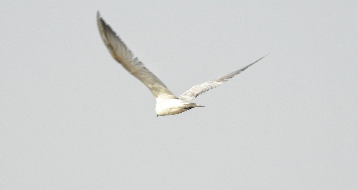 Whiskered Tern - ML146491561