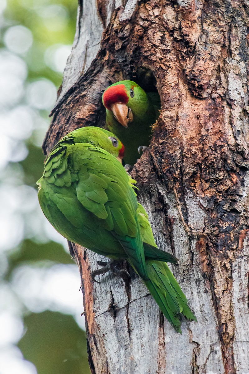 Conure de Wagler - ML146491891