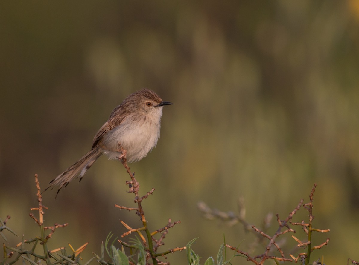 Graceful Prinia - Rami Derech