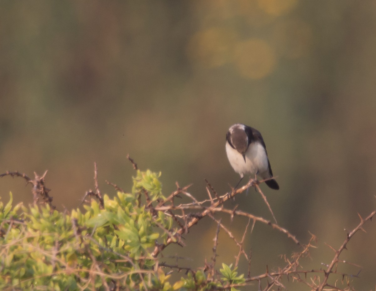 Cyprus Wheatear - ML146492071